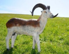 3D terč ovce Marco Polo, terč Leitold