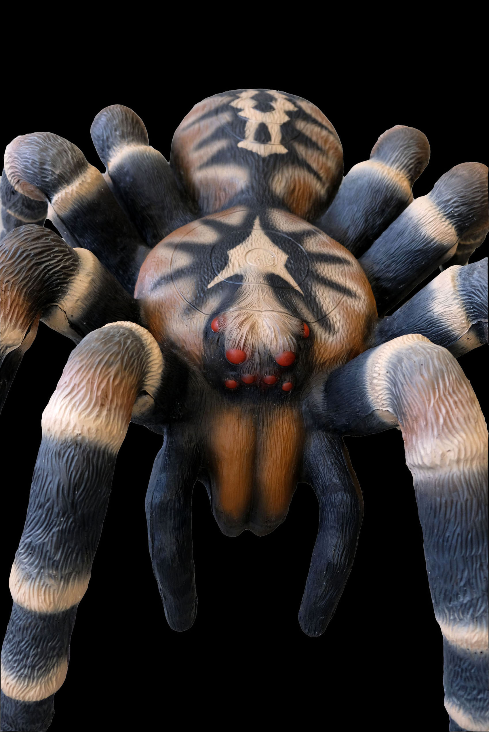 3D terč tarantule, pavouk Leitold