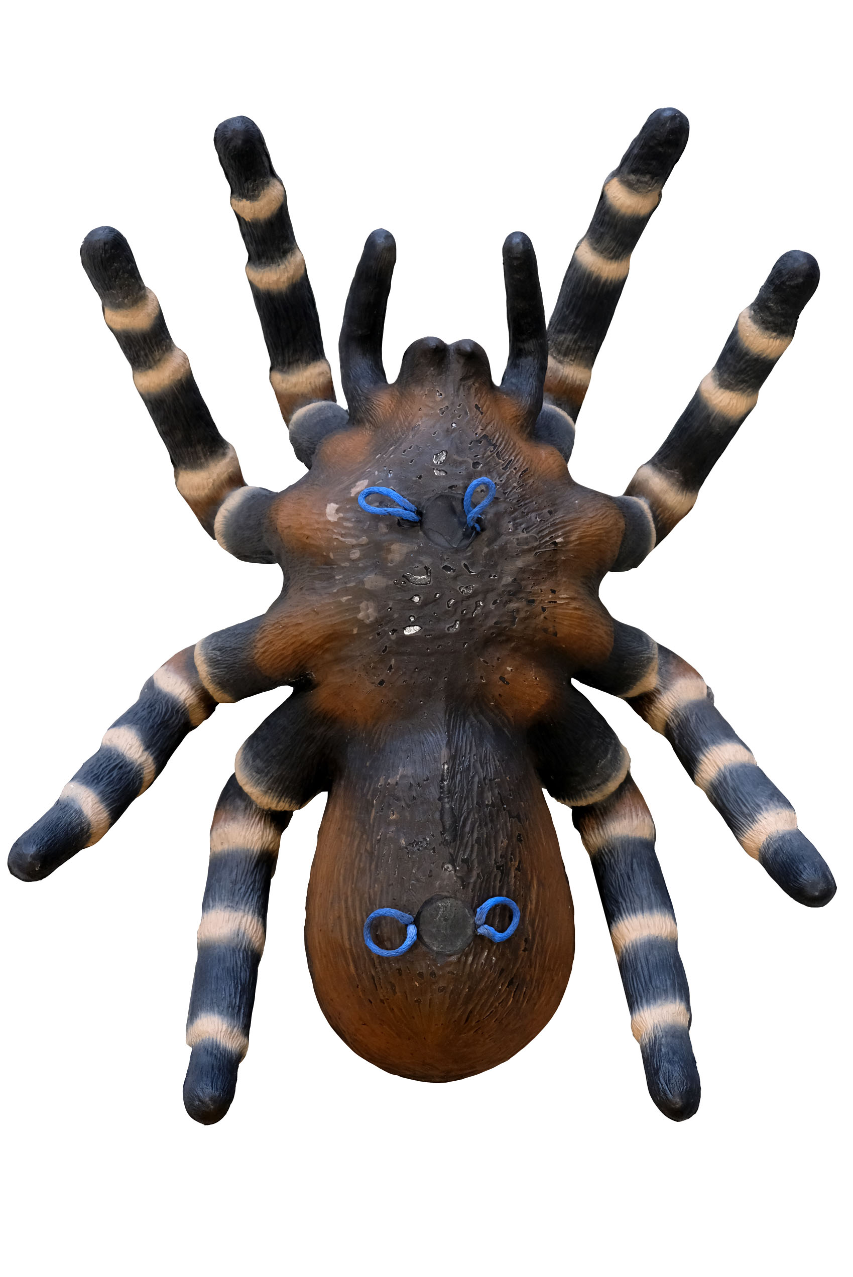 3D terč tarantule, pavouk Leitold