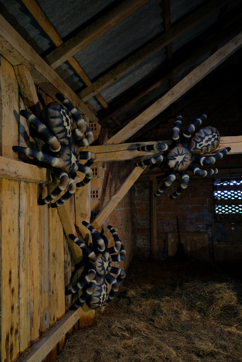 3D terč tarantule, pavouk Leitold