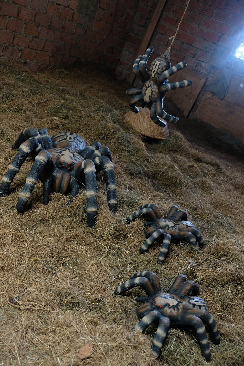 3D terč sklípkan malý, tarantule Leitold
