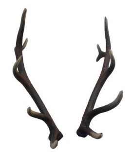 3D parohy pro jelena